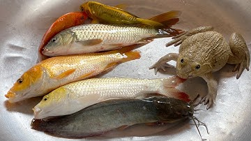 Kem Chanel đi bắt cá được cá chép, cá vàng, con ếch, hà mã, con vịt, con rắn, cá sấu thả về bể bơi