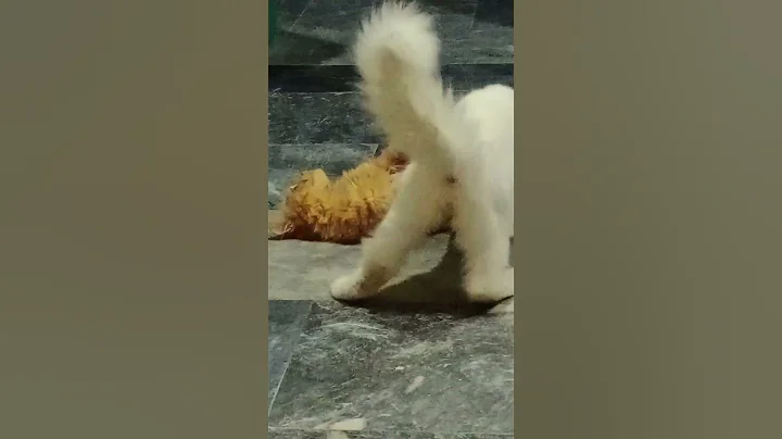 Video 5682521: cat kitten pets, beautiful cats pets, cat kitten cute funny