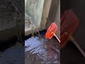 マムシがいたから捕まえてみた! #shorts