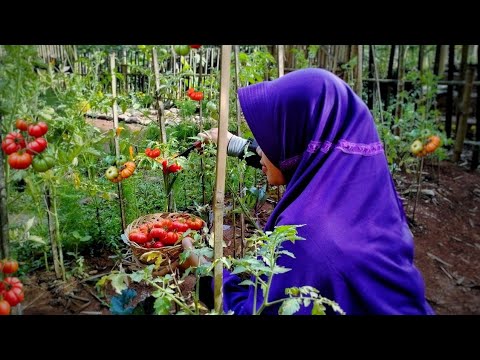Video: Memo Untuk Menanam Tomato