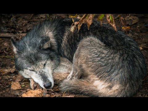 Download The wolf is calming down after eating the meat || PA