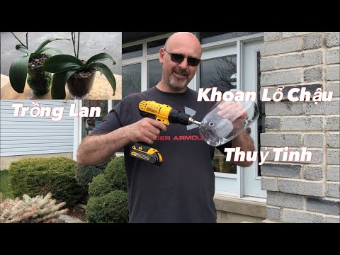 Video: Cách Trồng Lan Trong Chậu Thực Vật Thủy Tinh