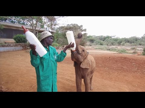 Video: Elefant Fanget I Gjørme I Kenya, Reddet Av Redningsteam