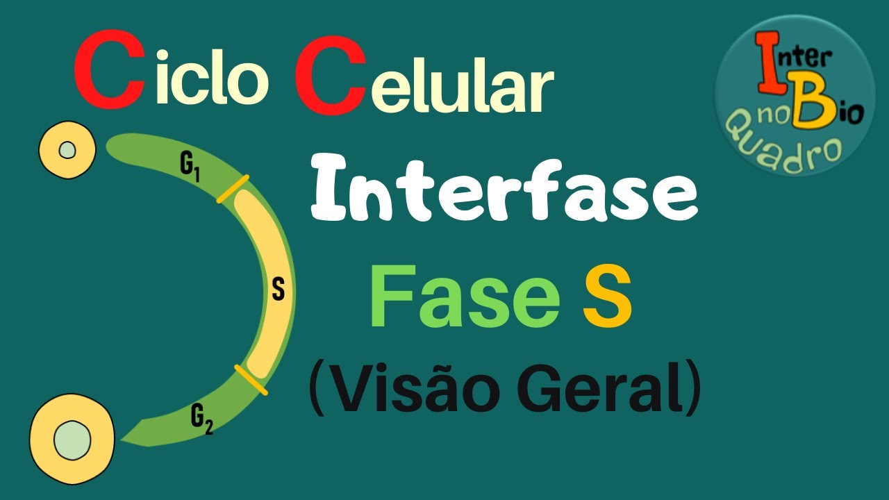 Ciclo celular: fases, divisão e controle