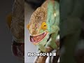 カメレオンの舌はどこまでのびる？ #shorts #爬虫類 #reptiles #ふじぴこ #カメレオン