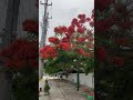 #viralvideo #trending #shortvideo #ashishvlogs