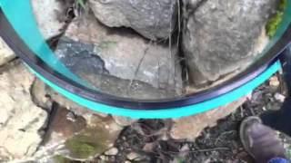 Landscaping around septic tank