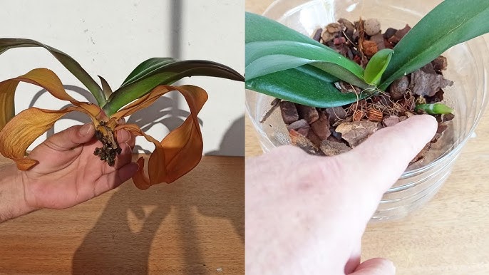 Lena Tretyakova yalangoch fotosurat