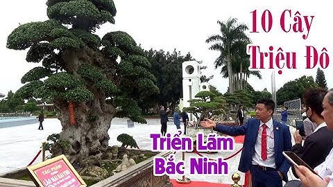 10 Cây Đẹp Triệu Đô Triển Lãm Bắc Ninh