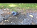 Drunk pigeon is drunk