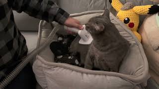 AFLOIA Pet Grooming Kit Review by Henry the Bengal 4,661 views 1 year ago 6 minutes, 26 seconds