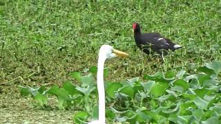 Great Egret fishing in Sweetwater Wetlands Park. Gainesville, FL