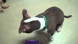 Nala A 1 5 Year Old American Pit Bull Terrier Mix Available For Adoption At The Wisconsin Humane Society