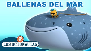 Los Octonautas Oficial En Español - Ballenas del mar | ¡Especial de una hora! | Episodios Completos