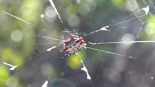 Smiley face spider (Spiny orbweaver)