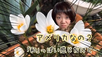 ゼフィランサス Youtube ゼフィランサス Youtube