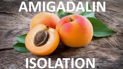 HOW ISOLATE AMYGDALIN TO APRICOTS SEEDS.#ncchem
