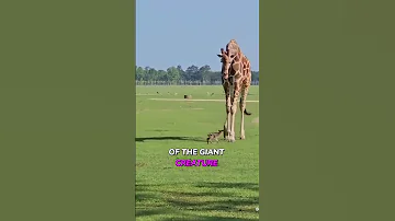 Tall Meets Small Giraffe S Adorable Encounter With Deer Fawn Shorts 