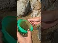 Wowwww😱. Sacred sand has abundant gold potential😳✨‼️