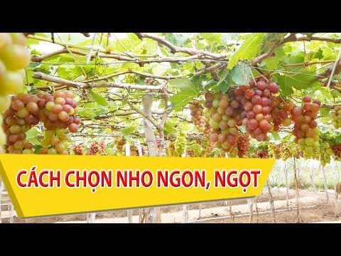 Video: Cách Chọn Nho