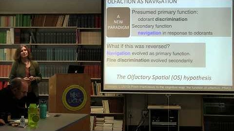 Chemosensory cognition and the evolution of olfaction