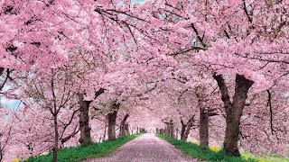 Cherry Blossom 🌸 Relaxing Piano Music, Meditation Music, Sleep Music, Gentle Music, Healing Music