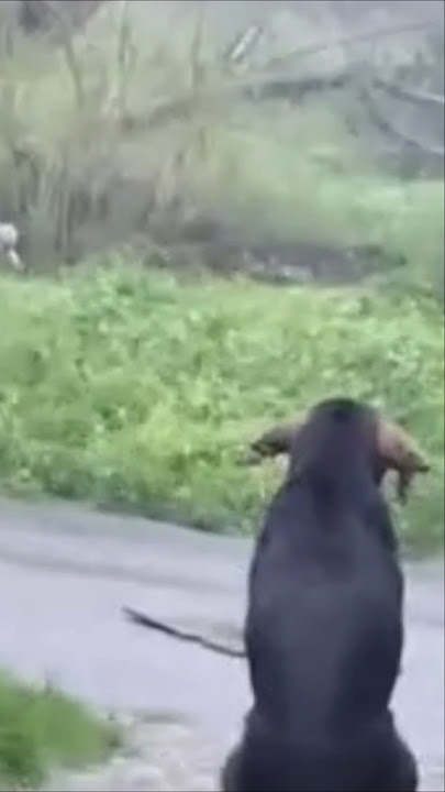 Download lagu Rex Said THIS After Jamaican Dog Left In Hurricane to Suffer 😓😠#dogs #hurricanemelissa #shorts