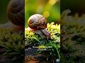 The Power of a Slow Life 🐌 | Mini Documentary #Shorts
