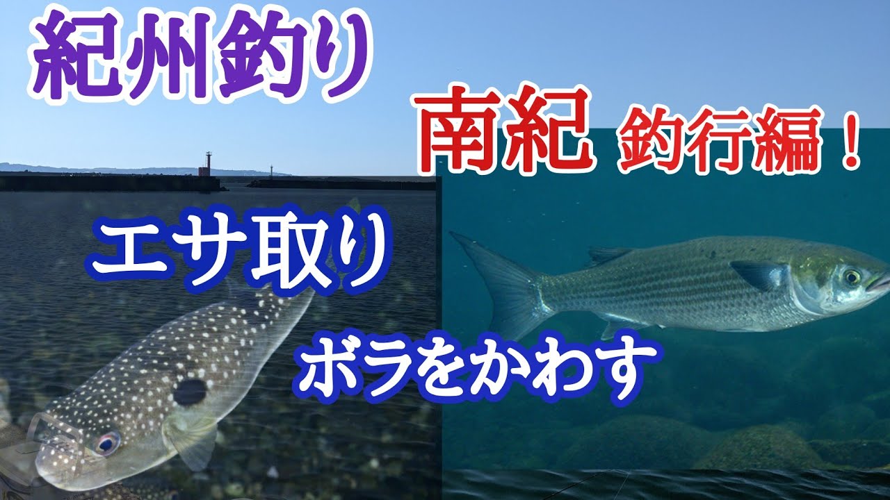 だんご釣り 紀州釣り エサ取り ボラとの攻防 南紀田辺実釣編 紀州釣り ダンゴ釣り チヌ釣り ウキダンゴ釣り 黒鯛 和歌山 釣りチャンネル 南紀 つりチャンネル Youtube だんご釣り 紀州釣り エサ取り ボラとの攻防 南紀田辺実釣編 紀州釣り ダンゴ釣り チヌ釣り ウキダンゴ釣り 黒鯛 和歌山 釣りチャンネル 南紀 つりチャンネル Youtube