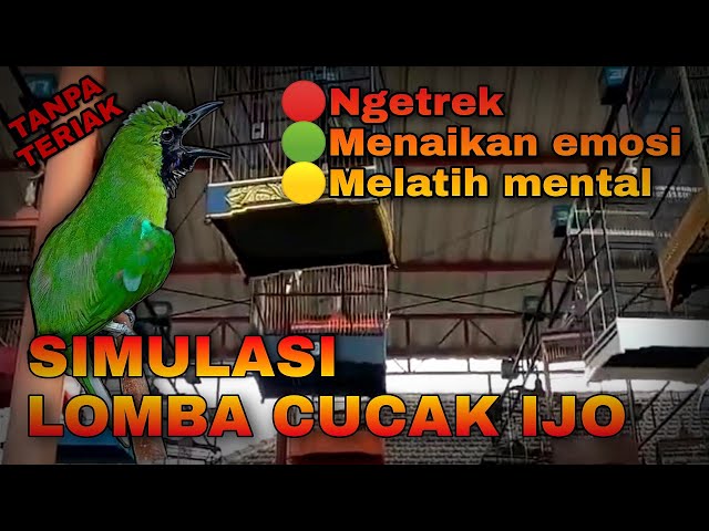 SIMULASI LOMBA CUCAK IJO FULL TEMBAKAN KASAR || TANPA TERIAK class=