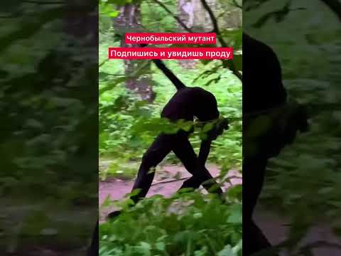 ОБНАРУЖЕН МУТАНТ В ЧЕРНОБЫЛЕ #shorts #stalker #сталкер #чернобыль