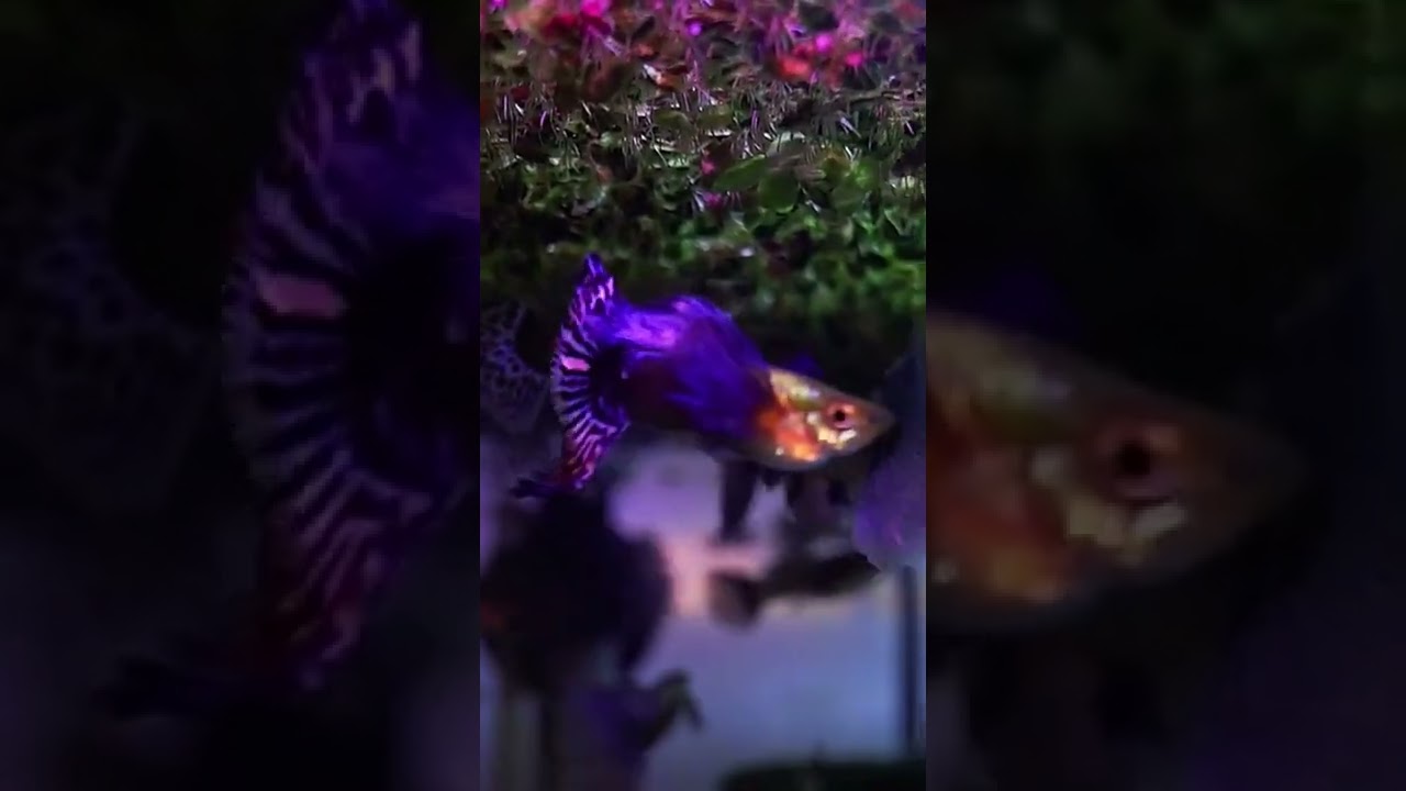 platinum purple guppy |