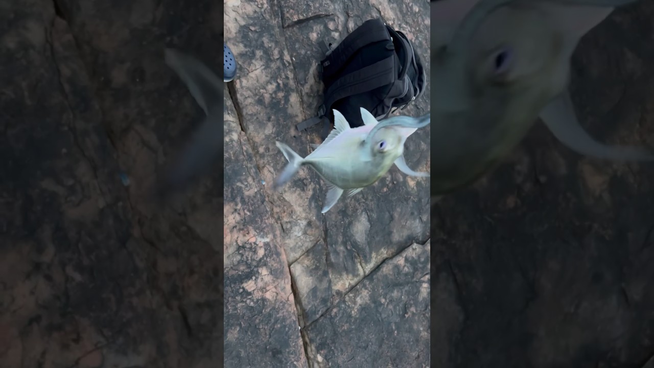 Kokkar Fish on a @ZManFishingProducts 🐟🎣 