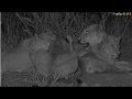 SouthAfricaDjChiPMsafariLIVE 2 Oct 2017 Nkuhuma Pride