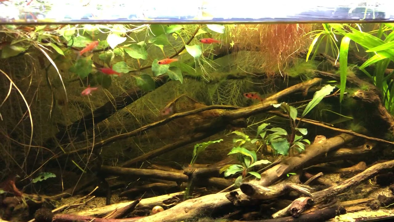 Boraras maculatus in a blackwater nano tank