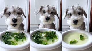 Sharing a meal with the furry dog, Poppy eats vegetarian with leafy greens