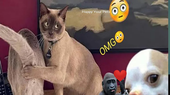 Video 7174841: cat compilation funny pet, dog pet funny compilation, cat fails funny pets, best pet compilation, happy pets