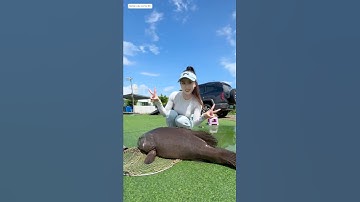 gái xinh đầu tư hẳn 1 con gà để câu cá mũ và cái kết  #fishing #cauca #short