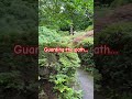 Japanese maple trees, Red Green Yellow, heat tolerant & shade loving Acers of all shapes & sizes