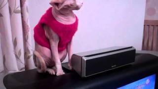 Sphynx Beauty on TV by Sphynx Cat 404 views 13 years ago 36 seconds