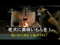 【柴犬ジロー】老犬に美味いもんを!鮎の炭火焼きと鮎ぞうすい