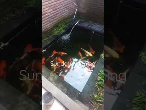Nopek Novian suka koi ga?