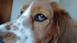 Look into my eyes! 👀 by Blossom the Basset Hound 310 views 3 weeks ago 6 seconds