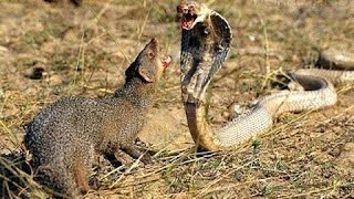 King Cobra Vs Mongoose Fight, Mongoose Killing Deadly King Cobra