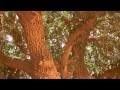 The blessed tree  living sahabi  short documentary
