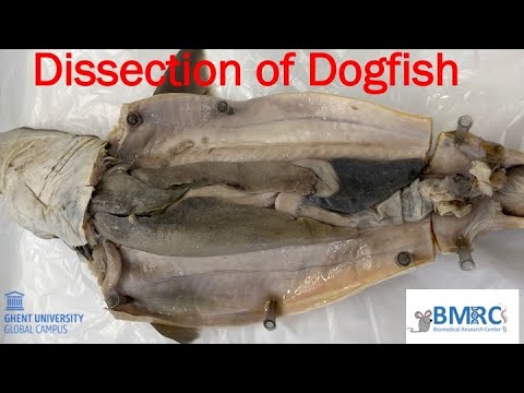 Animal Biology Practical 4: Dissection of Dogfish - YouTube