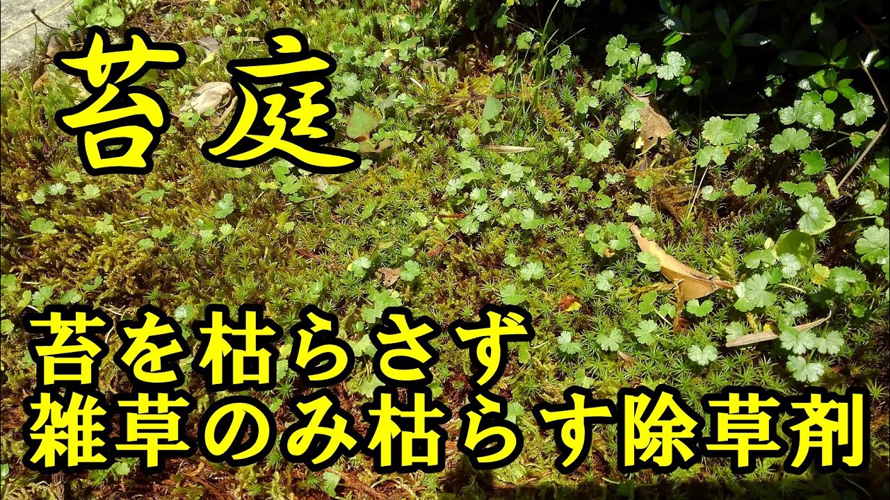 苔庭の雑草の取り方 Youtube