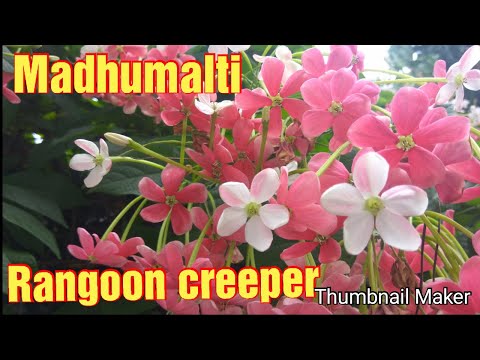 Video: Cos'è Rangoon Creeper: consigli per coltivare Quisqualis Rangoon Creeper