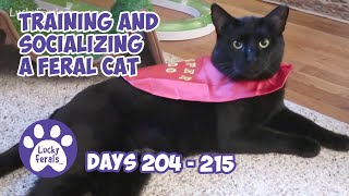 Training And Socializing A Feral Cat * Part 22 * Days 204  215 * Cat Video Compilation