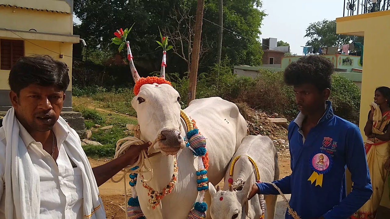 Amazing Hallikar Cow& Male Calf of Farmer Madesh in Gumalapura Village